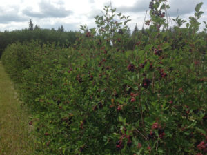 Botts Berry Farm