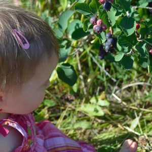 Botts Berry Farm