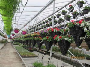 Patio Gardens