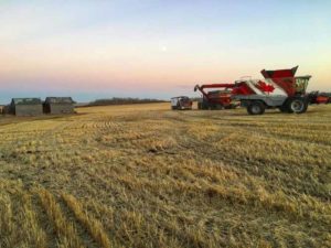 Red Shed Malting