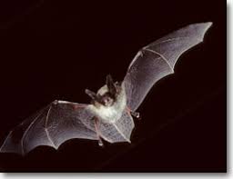 Bat Workshop & Walk